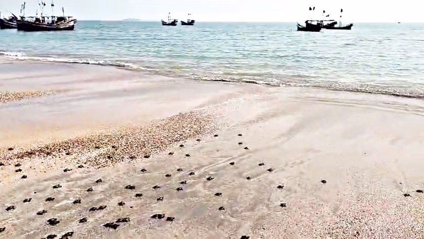 সেন্ট মার্টিন দ্বীপ: পর্যটন নিষেধাজ্ঞায় প্রাণ ফিরে পাচ্ছে প্রকৃতি